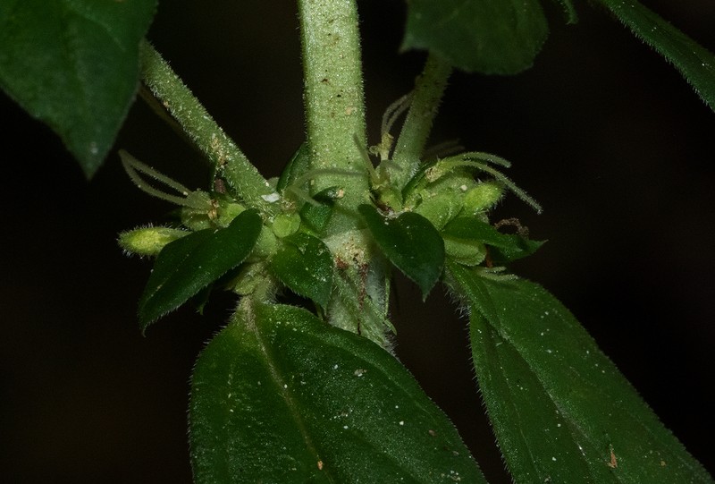 Anthospermum herbaceum photo 5