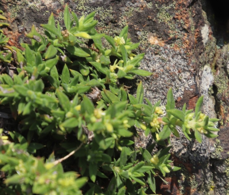 Anthospermum herbaceum photo 6