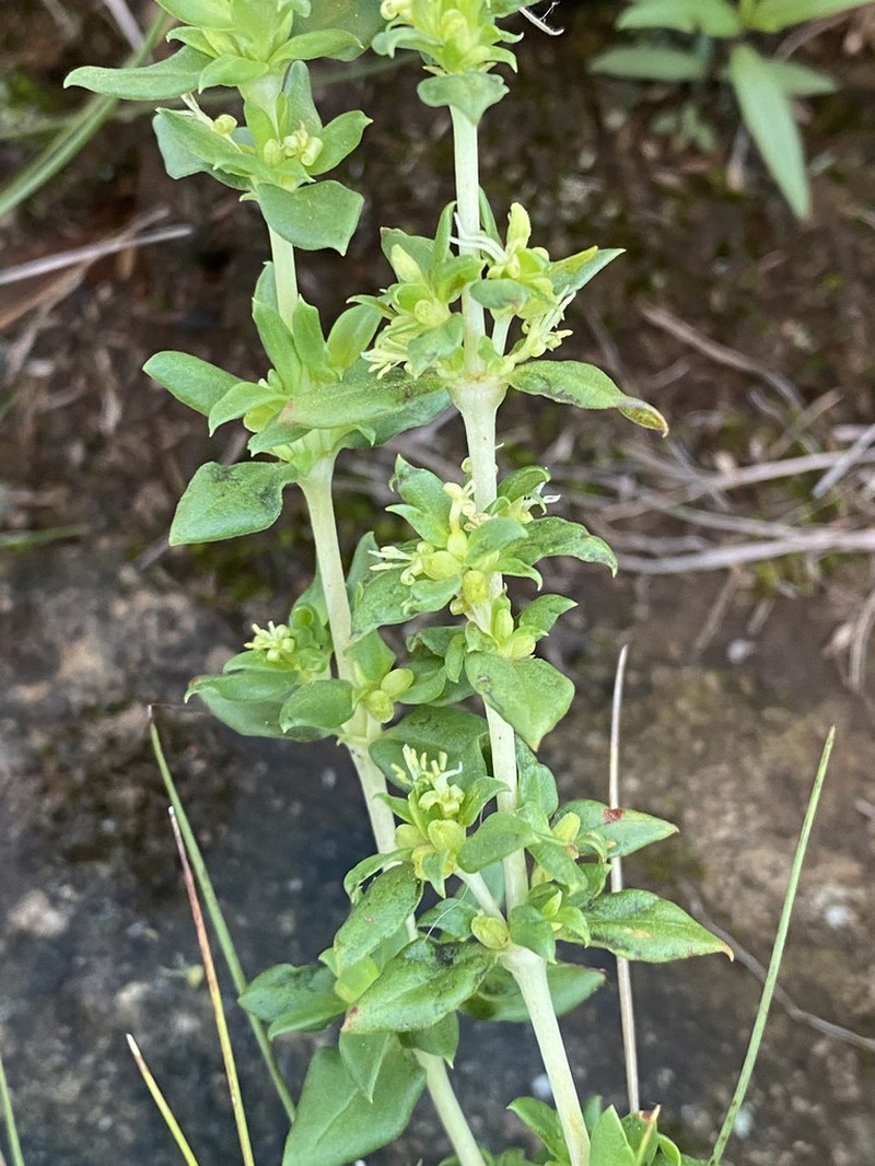 Anthospermum herbaceum photo 7