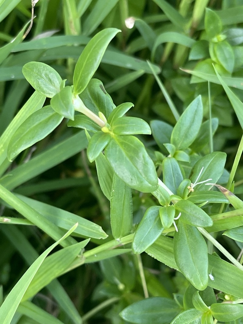Anthospermum herbaceum photo 8