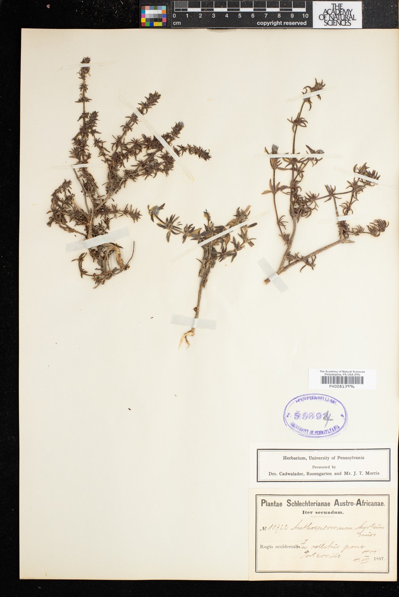 Anthospermum hirtum photo 2