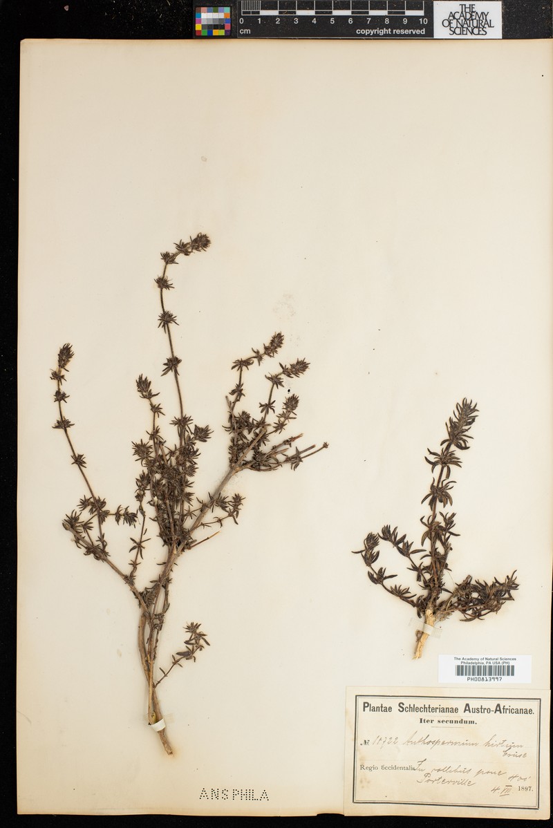 Anthospermum hirtum photo 3