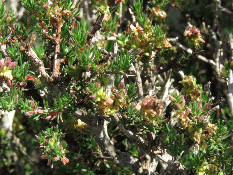 Anthospermum hirtum