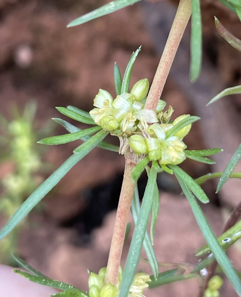 Anthospermum hirtum photo 5
