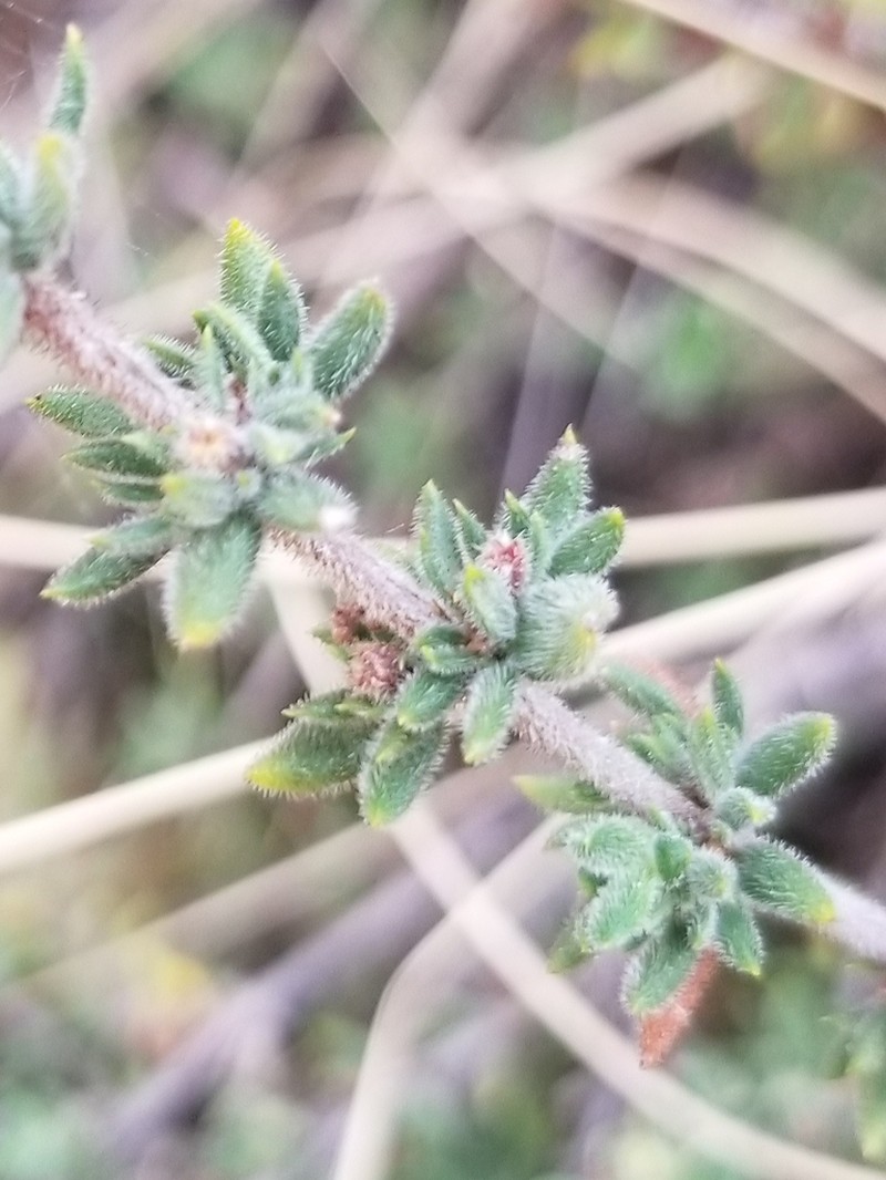 Anthospermum hispidulum