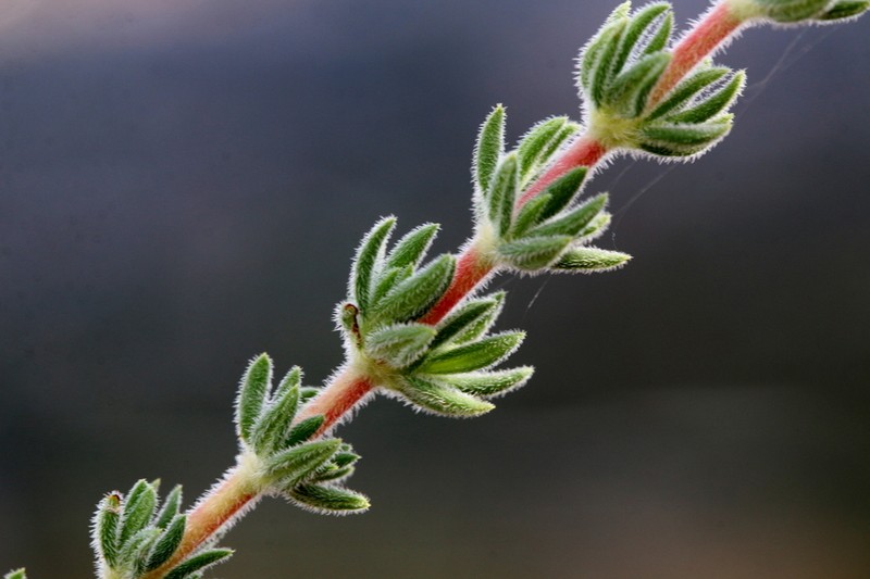 Anthospermum hispidulum photo 2