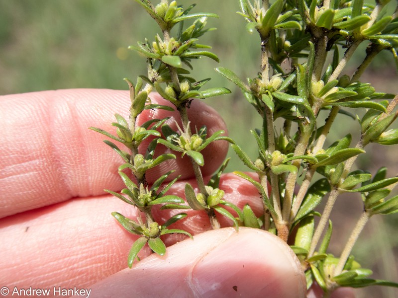 Anthospermum hispidulum photo 3
