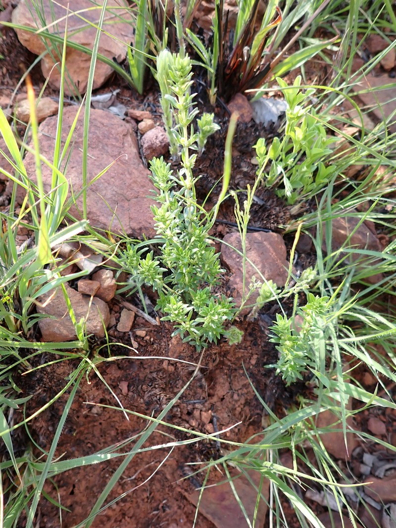 Anthospermum hispidulum photo 4