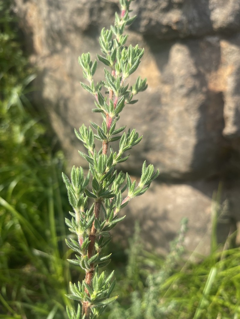 Anthospermum hispidulum photo 5
