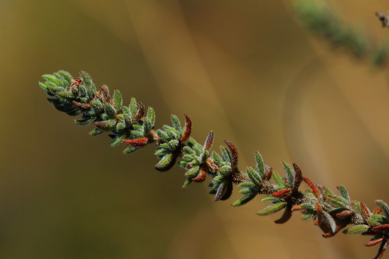 Anthospermum hispidulum photo 6