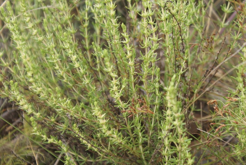 Anthospermum hispidulum photo 7