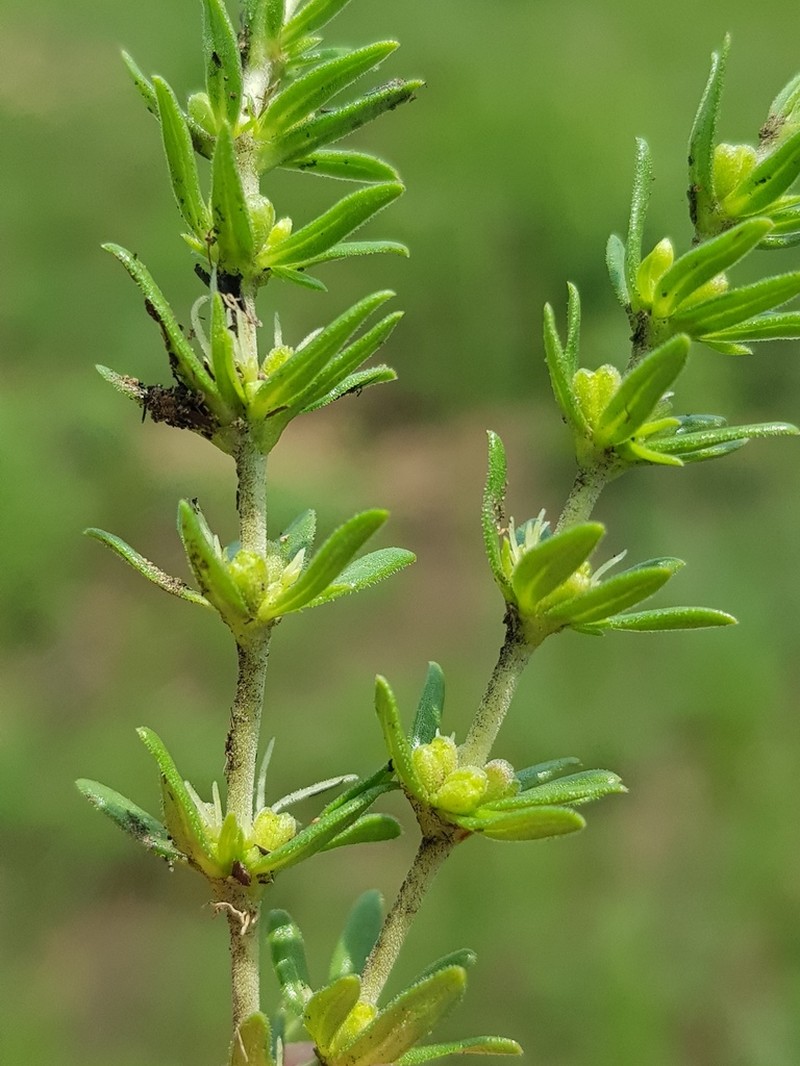 Anthospermum hispidulum photo 8