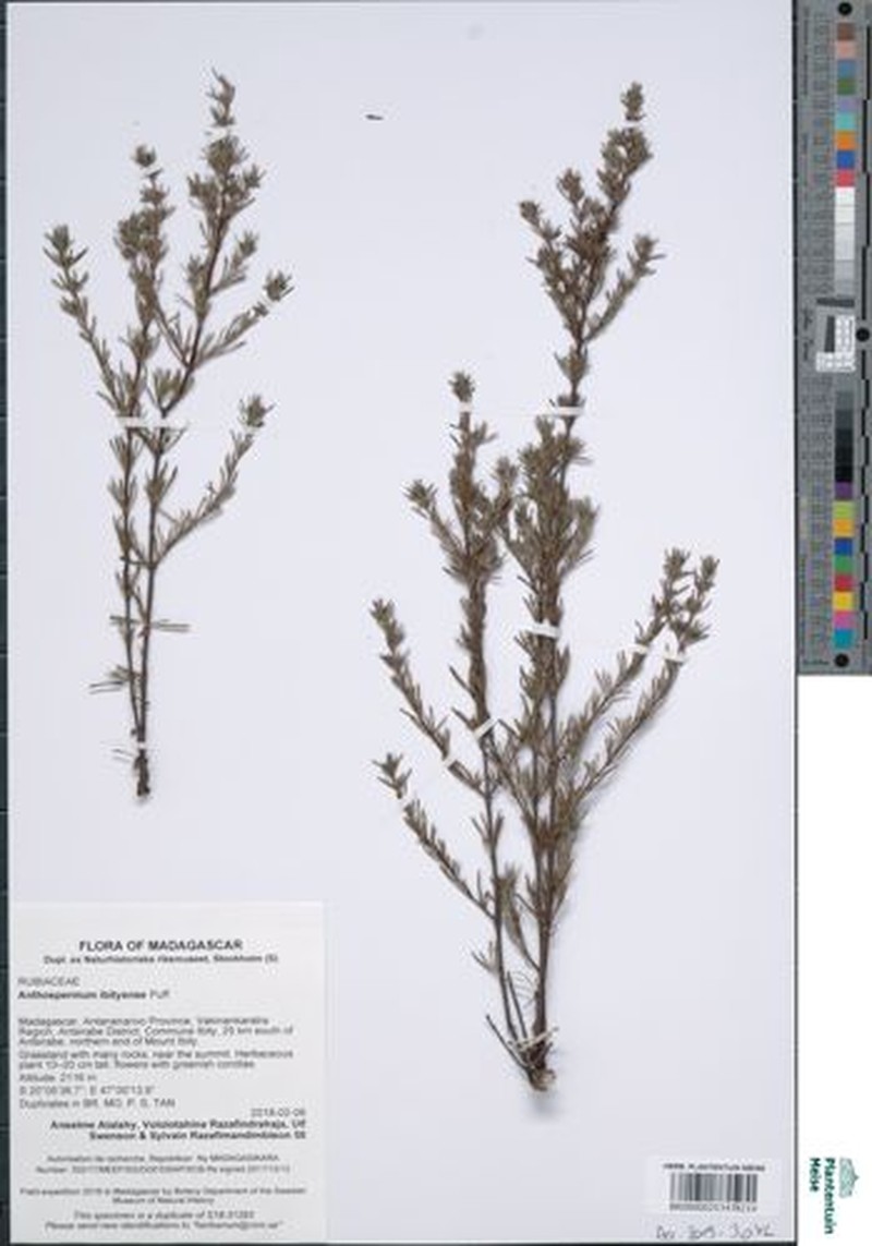 Anthospermum ibityense
