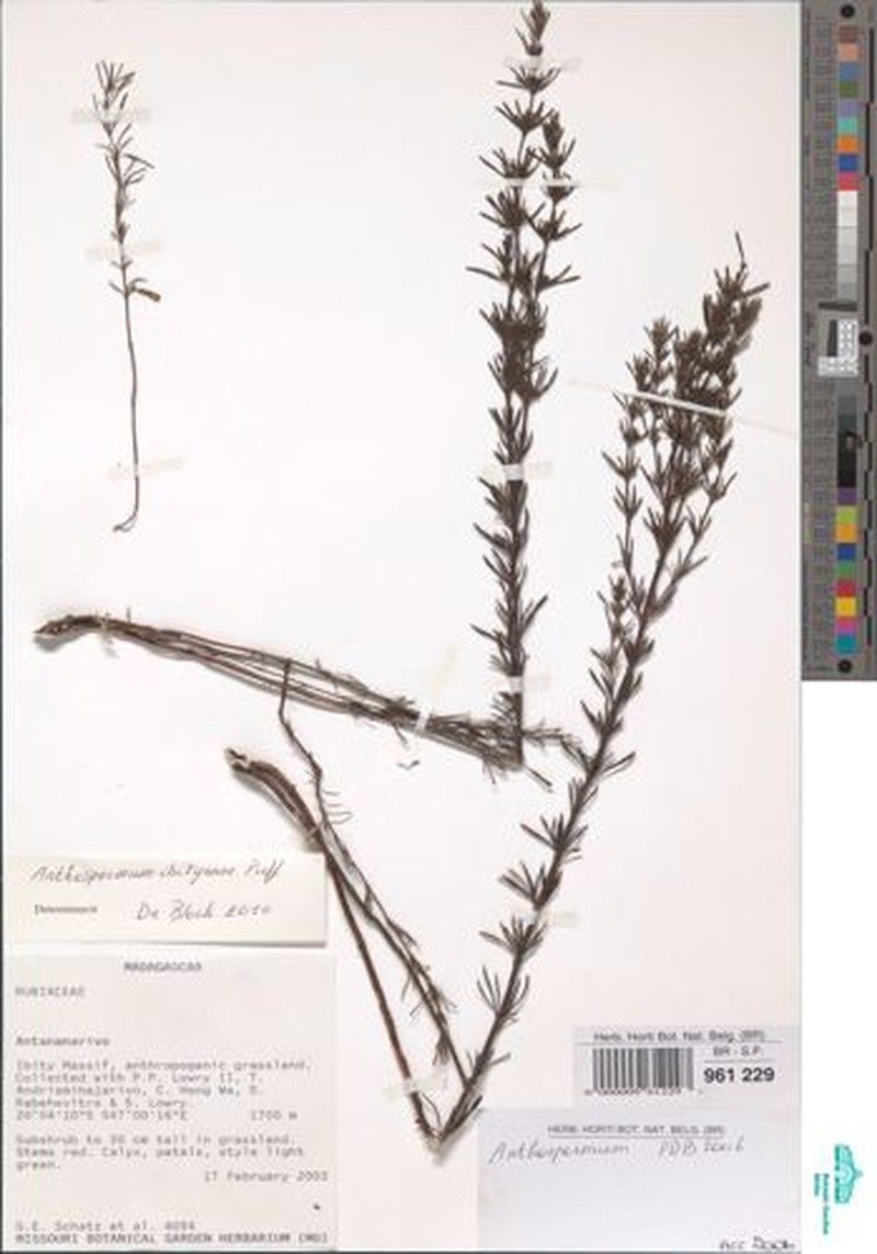 Anthospermum ibityense photo 2