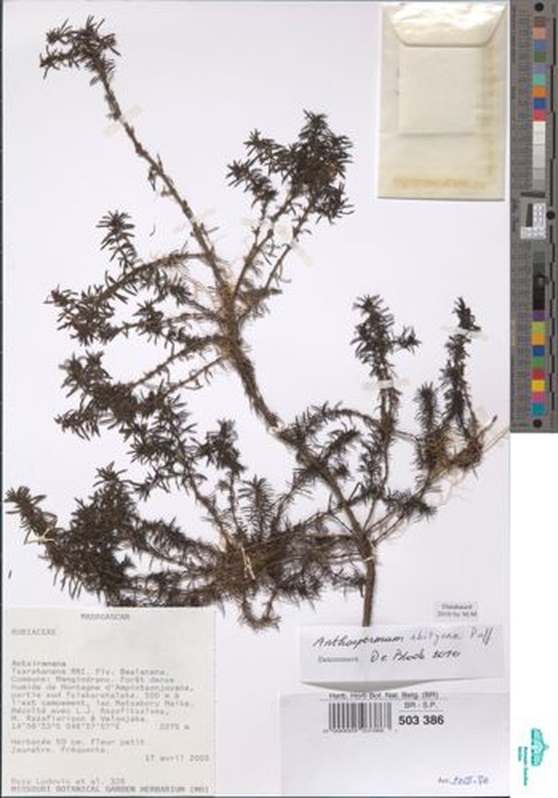 Anthospermum ibityense photo 3