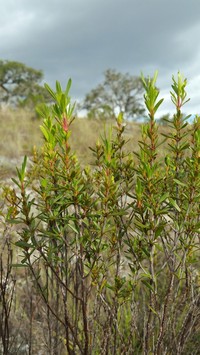 Anthospermum isaloense