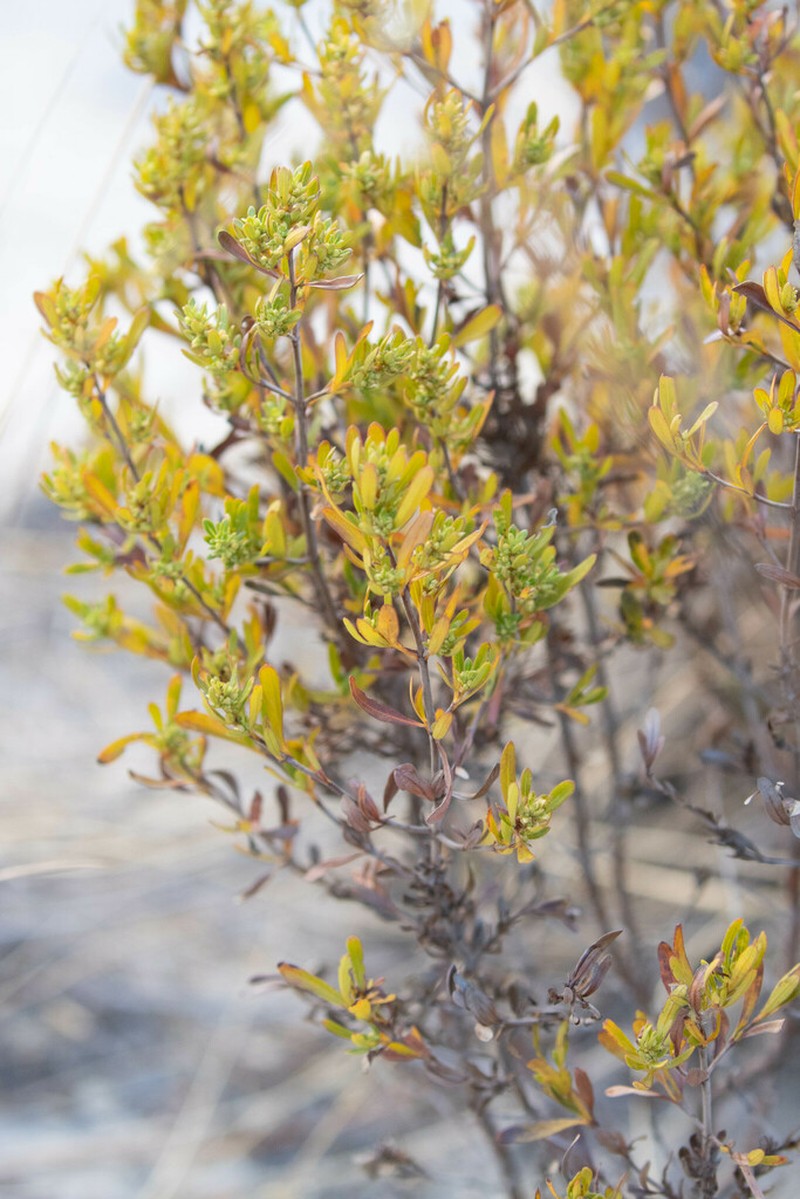 Anthospermum isaloense photo 2