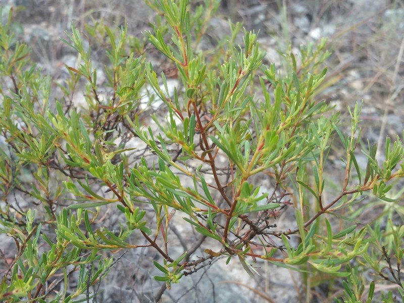 Anthospermum isaloense photo 3
