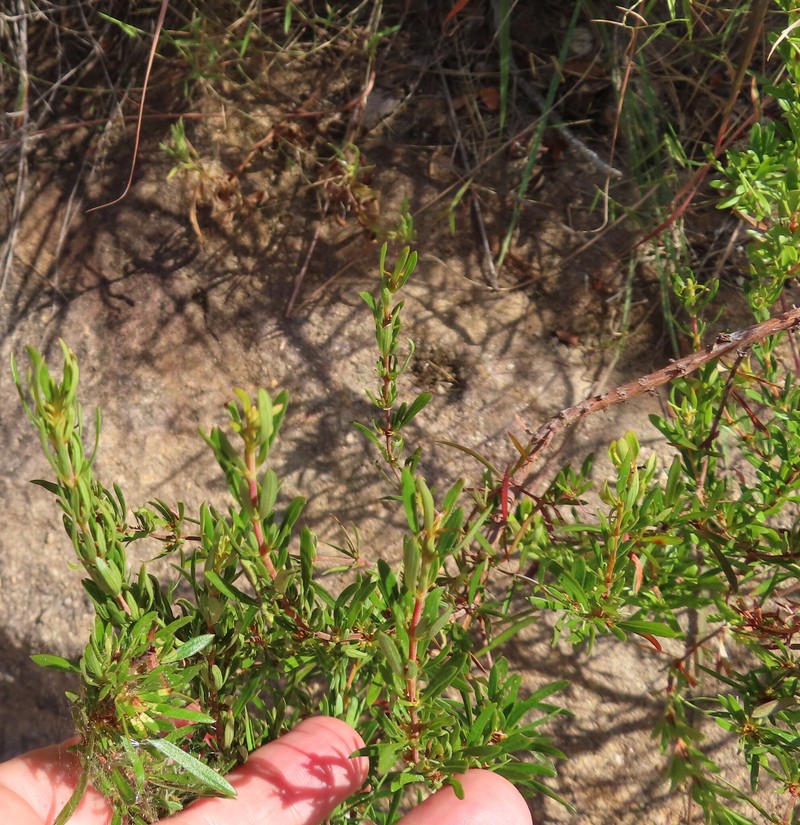 Anthospermum isaloense photo 6