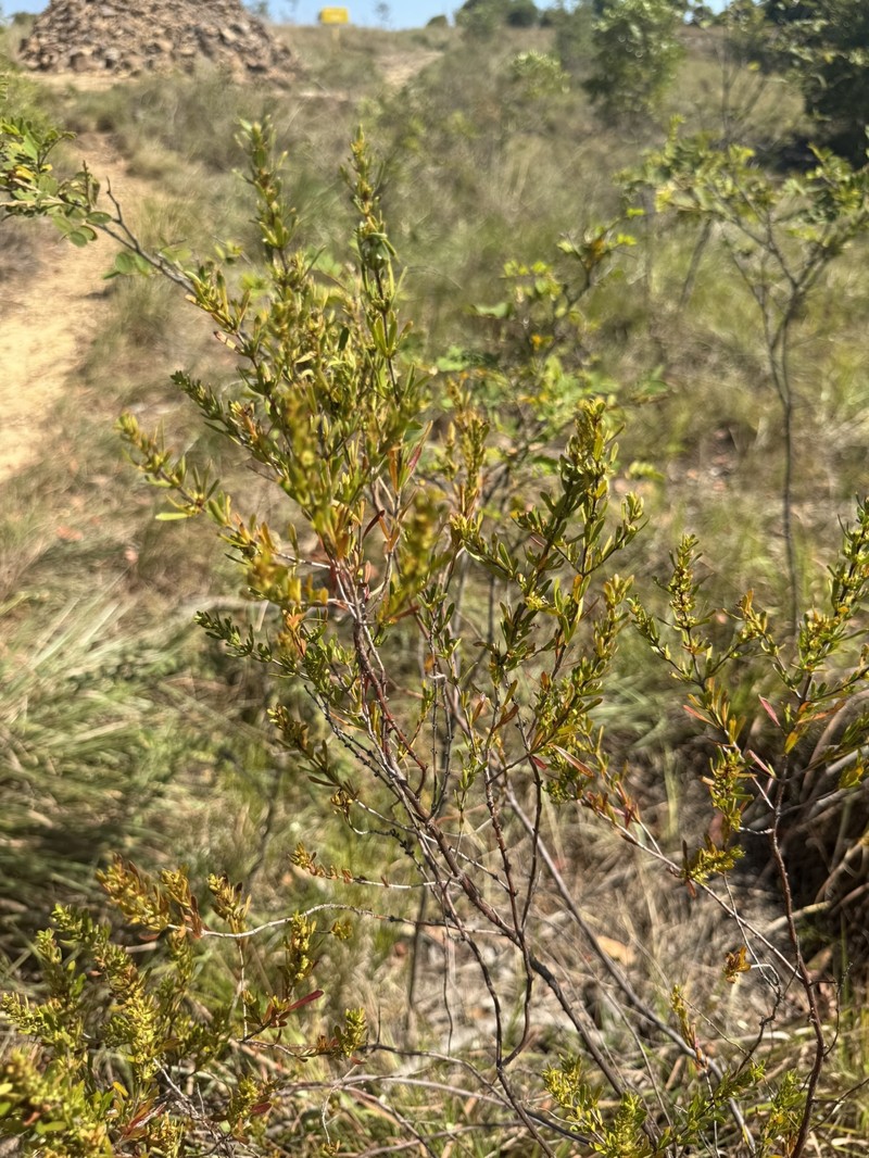 Anthospermum isaloense photo 7