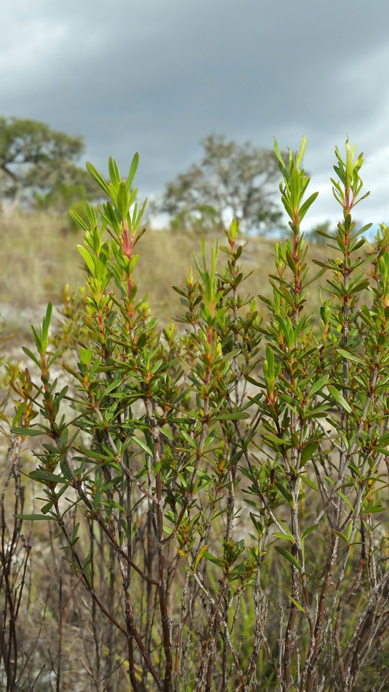 Anthospermum isaloense photo 8