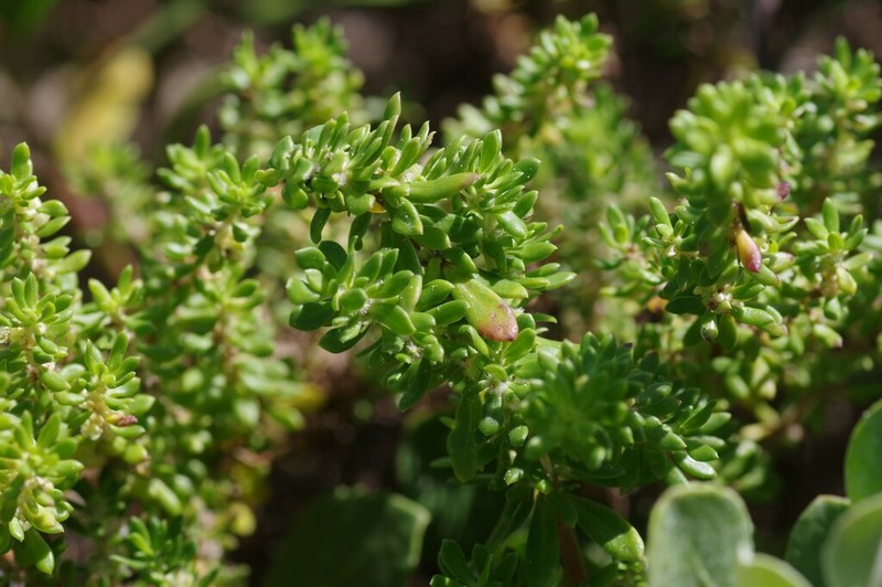 Anthospermum littoreum