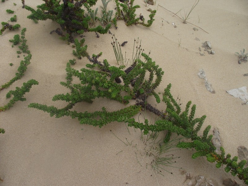 Anthospermum littoreum photo 2
