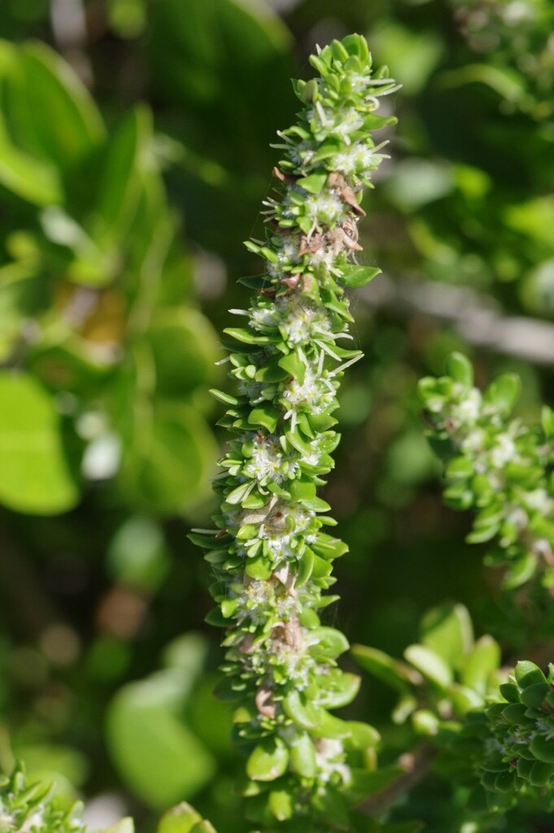 Anthospermum littoreum photo 3