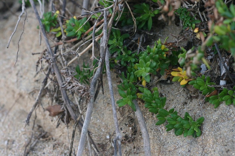 Anthospermum littoreum photo 4