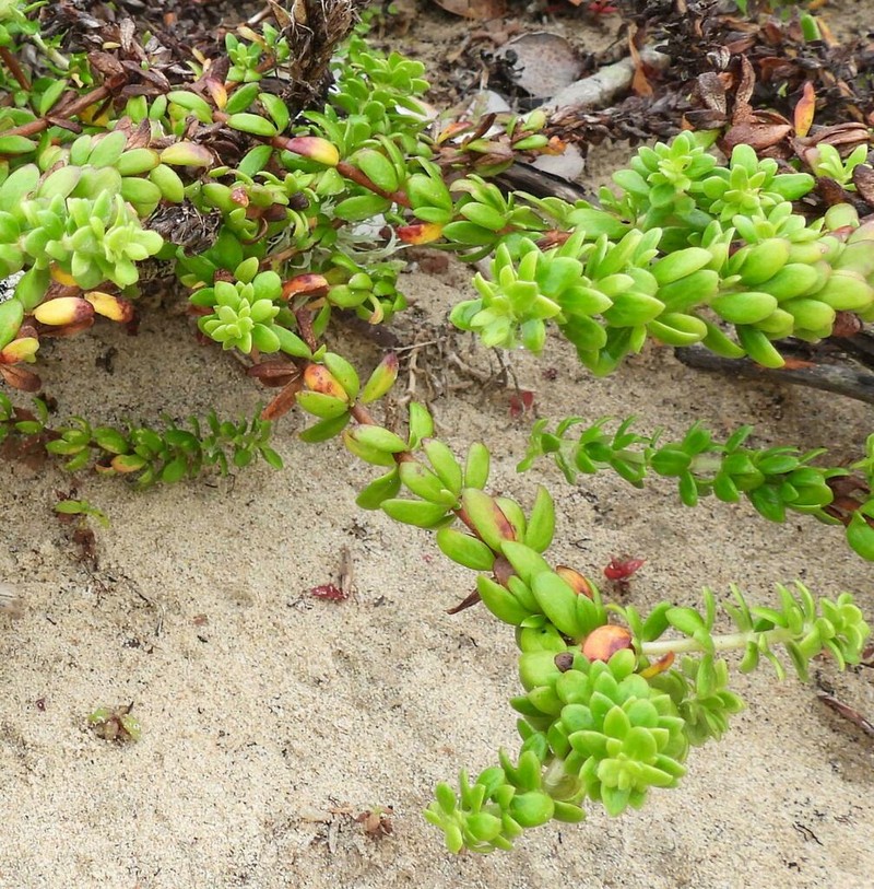 Anthospermum littoreum photo 5