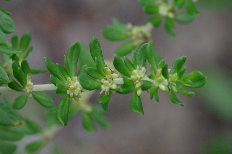 Anthospermum littoreum photo 6
