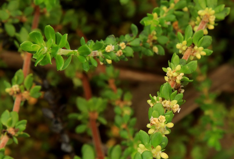 Anthospermum littoreum photo 7