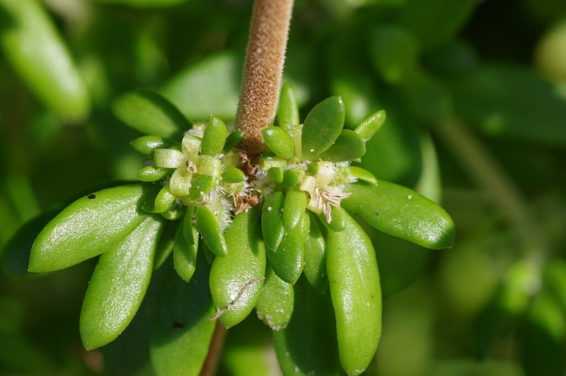 Anthospermum littoreum photo 8