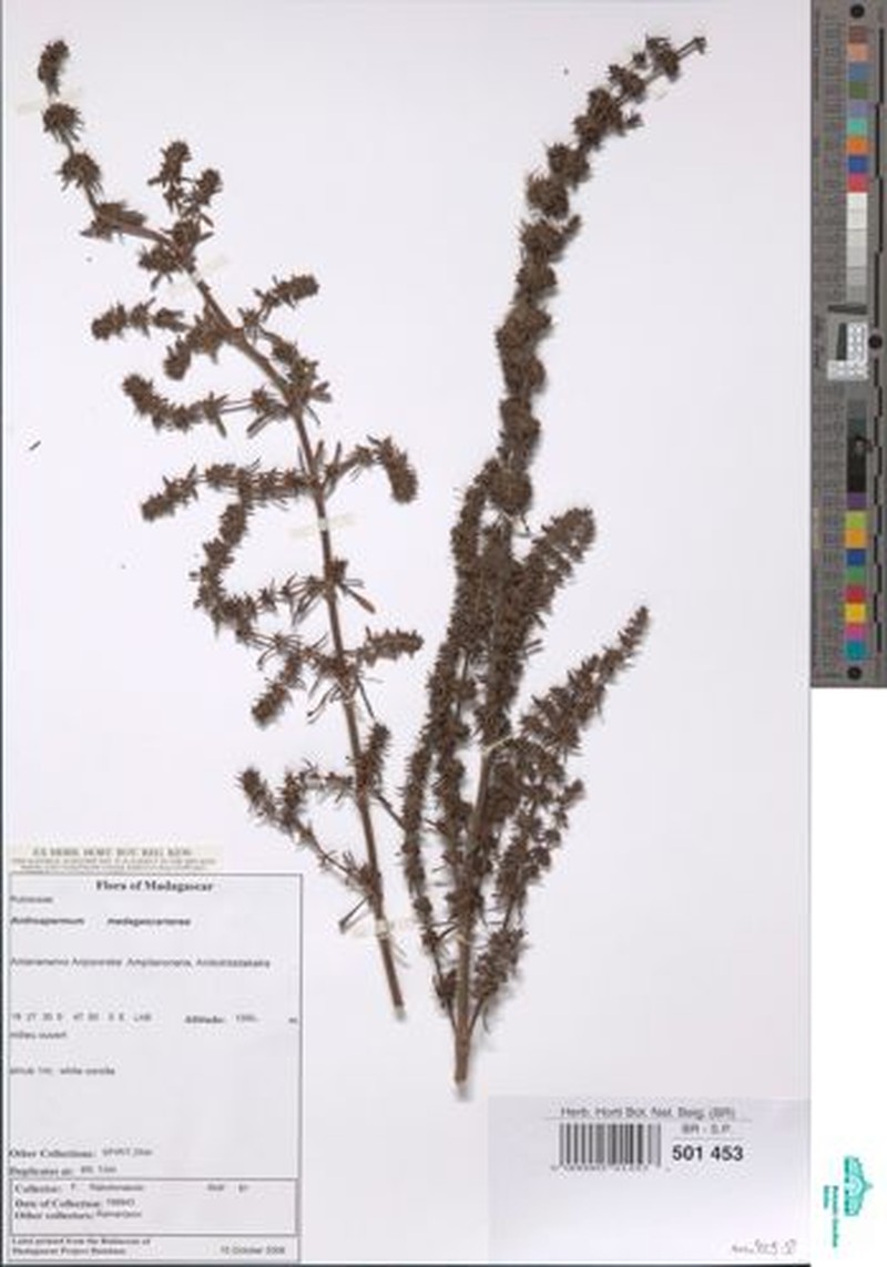 Anthospermum madagascariense