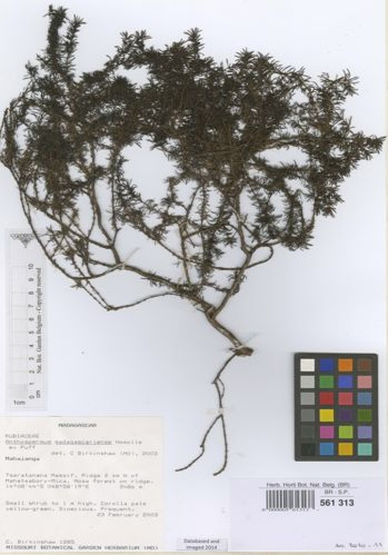 Anthospermum madagascariense photo 2