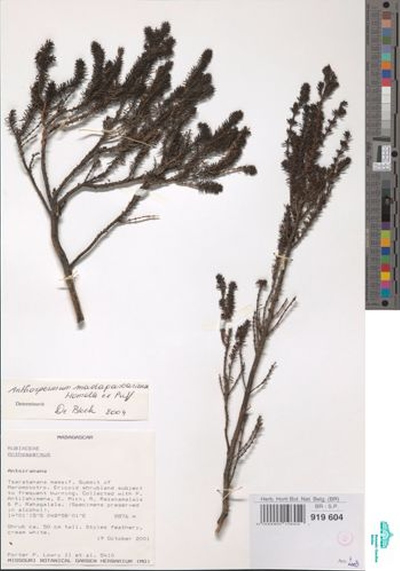 Anthospermum madagascariense photo 3