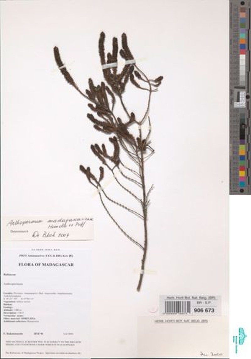Anthospermum madagascariense photo 4