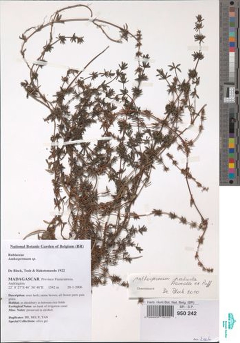 Anthospermum palustre photo 2