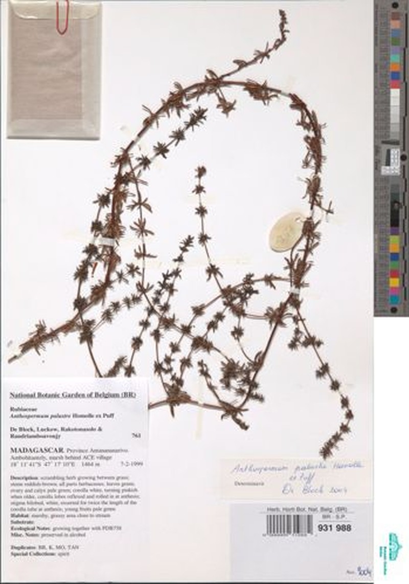 Anthospermum palustre photo 3