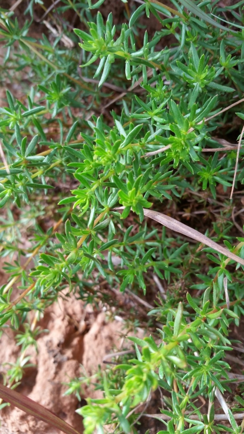 Anthospermum palustre