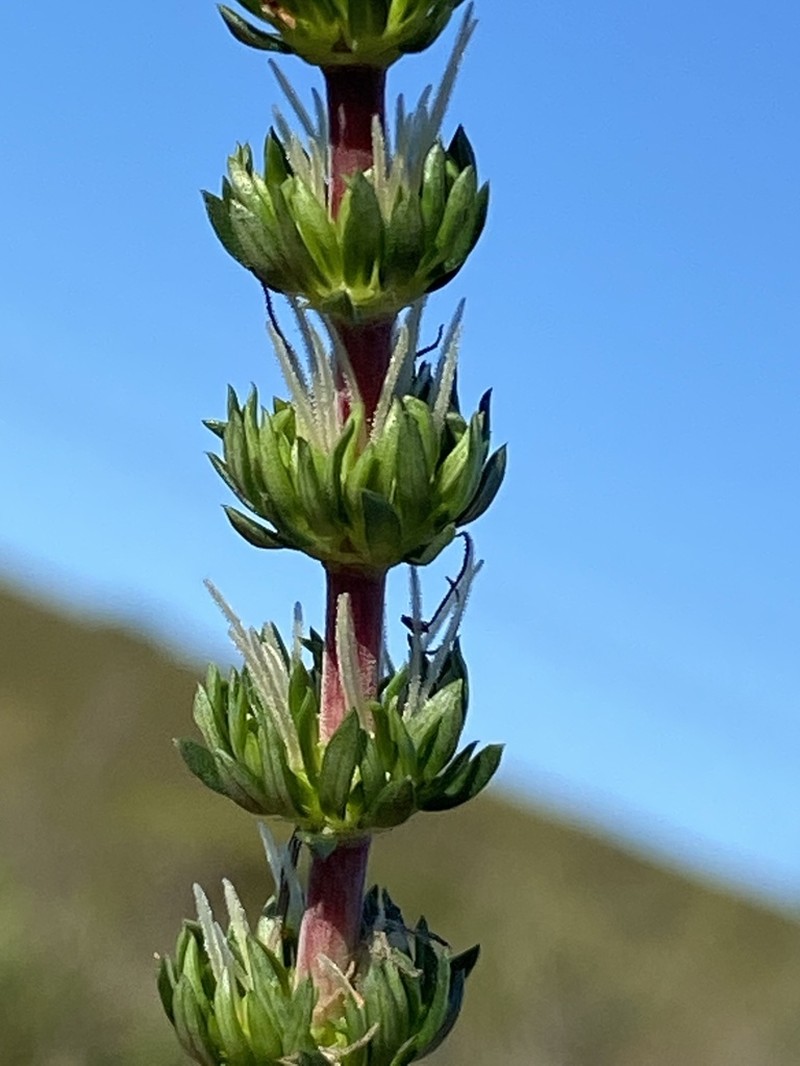 Anthospermum paniculatum photo 2