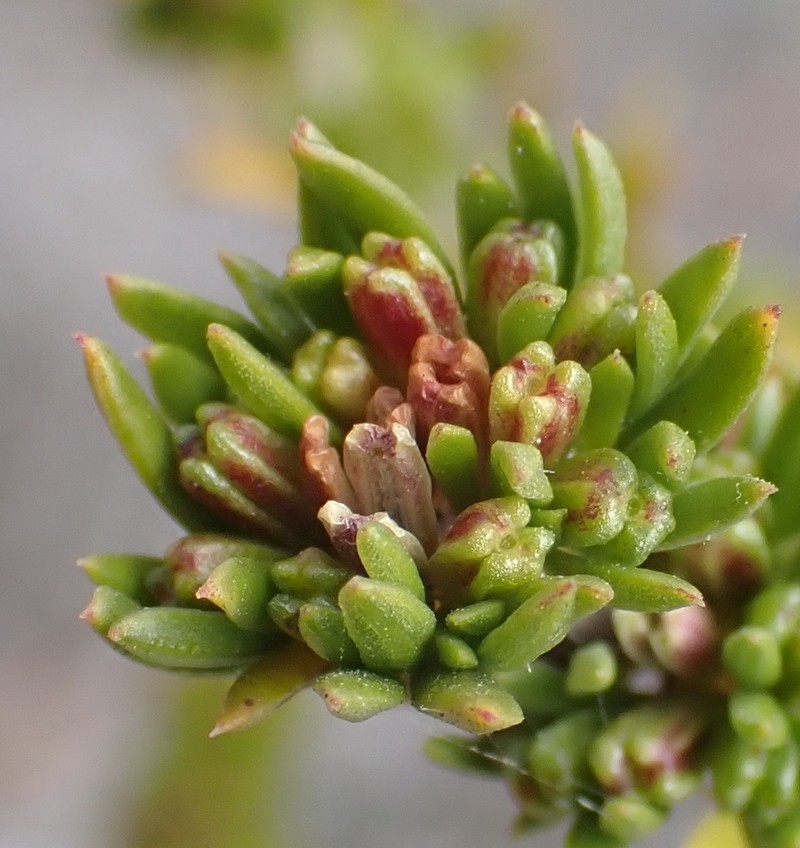 Anthospermum paniculatum photo 3