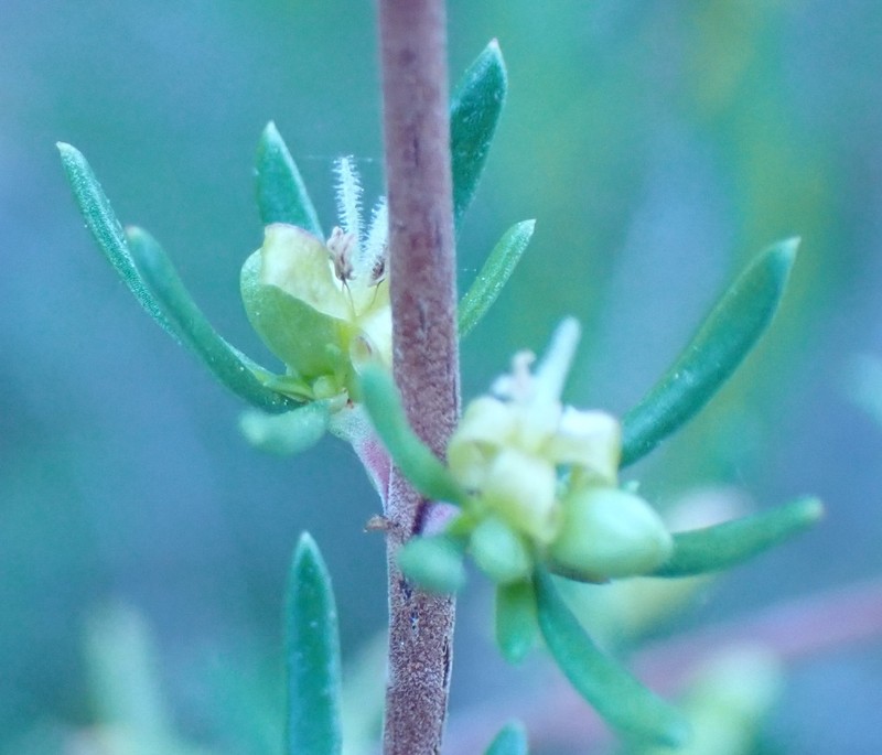 Anthospermum paniculatum photo 4