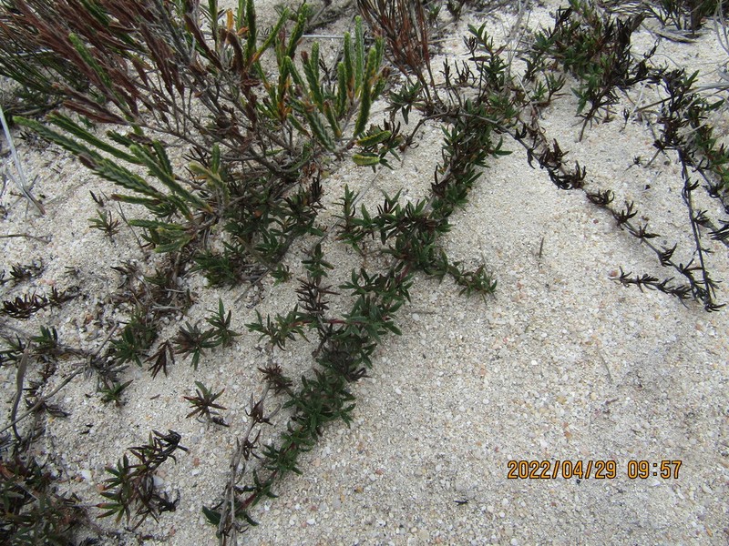 Anthospermum prostratum