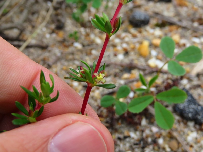 Anthospermum prostratum photo 2