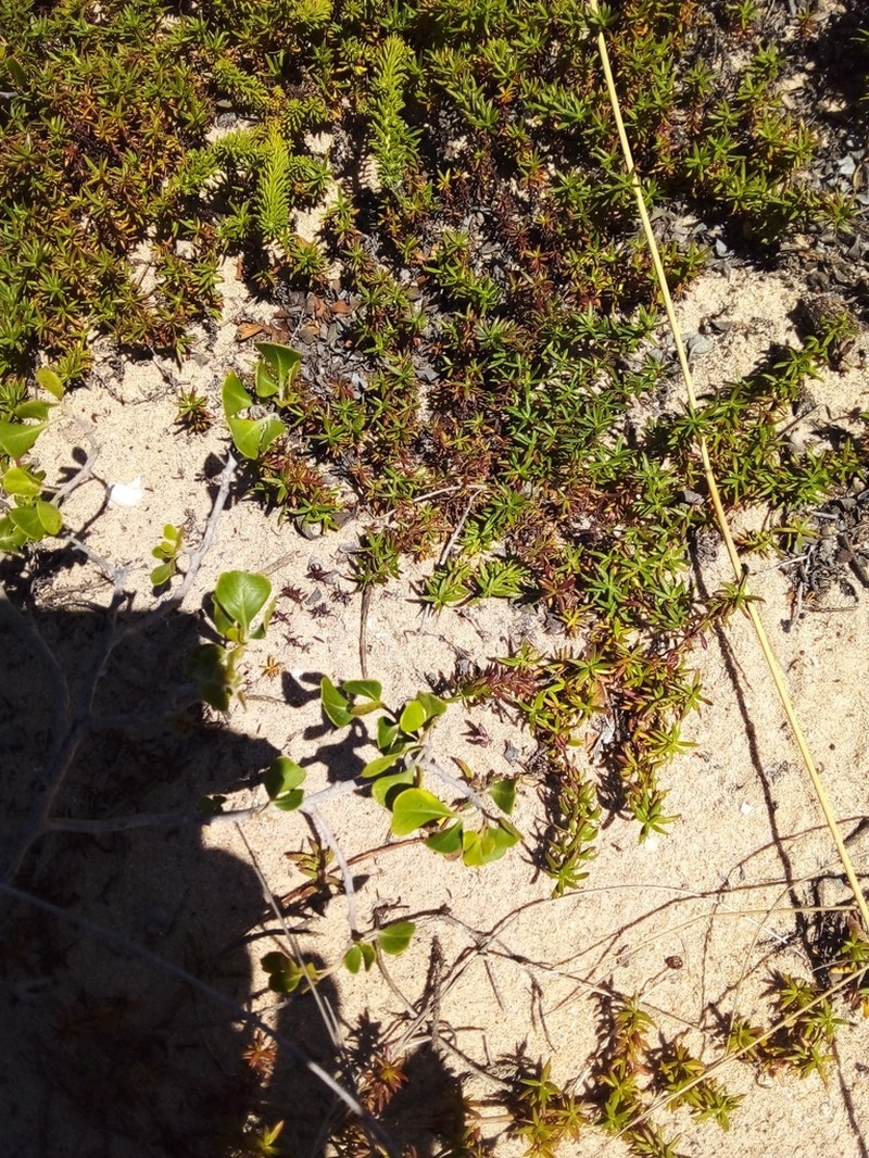 Anthospermum prostratum photo 3