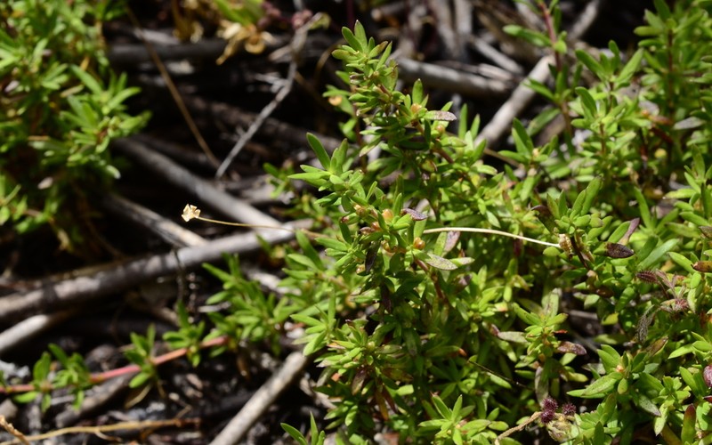 Anthospermum prostratum photo 4