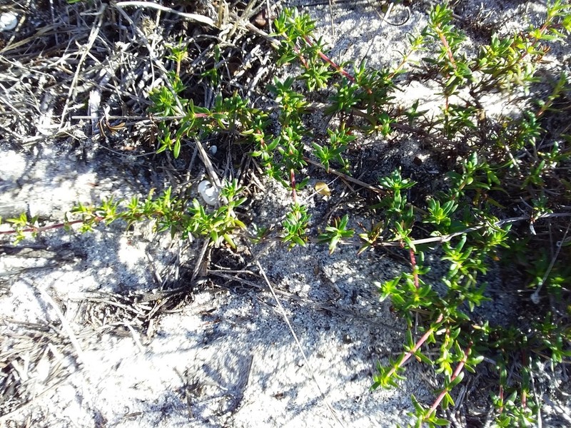 Anthospermum prostratum photo 5