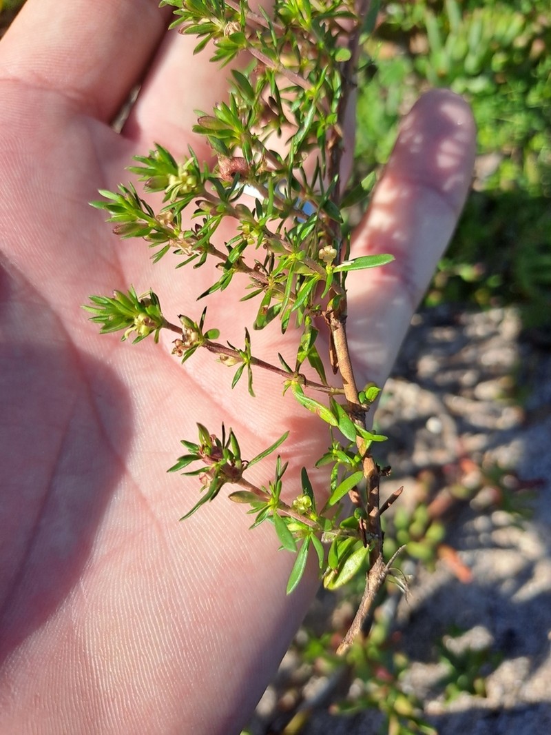 Anthospermum prostratum photo 6