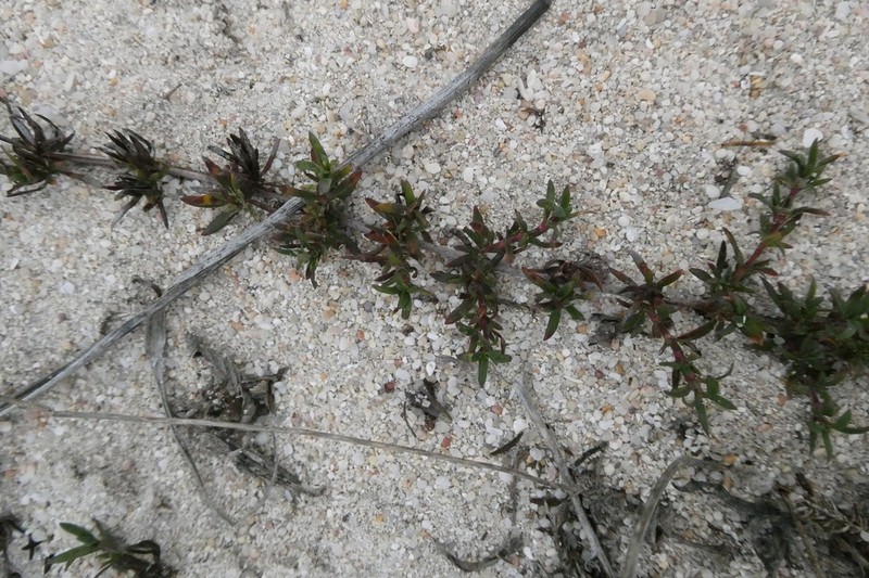 Anthospermum prostratum photo 7